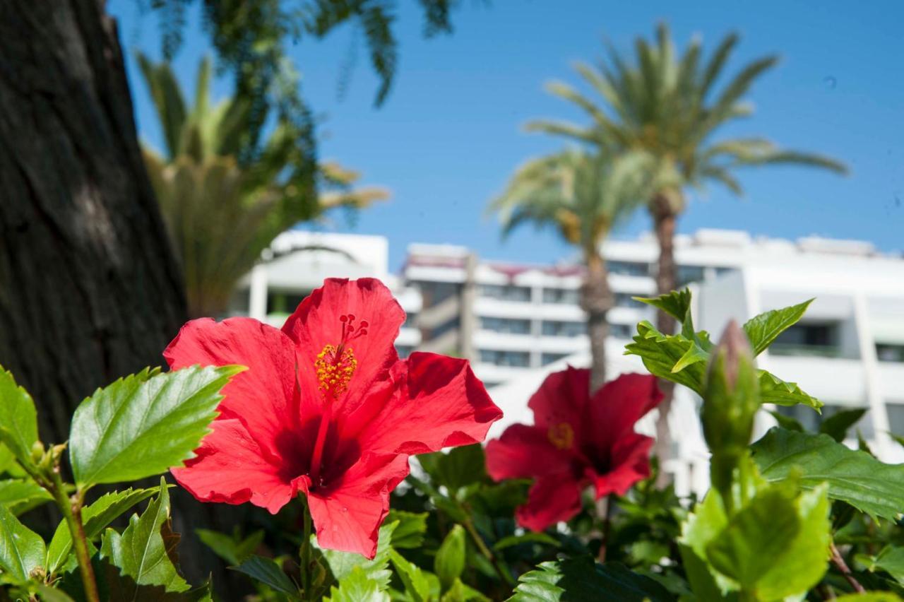 Ferienwohnung Optimist Deluxe Playa de las Américas Exterior foto